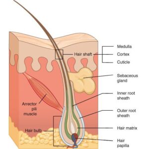 hair-anatomy